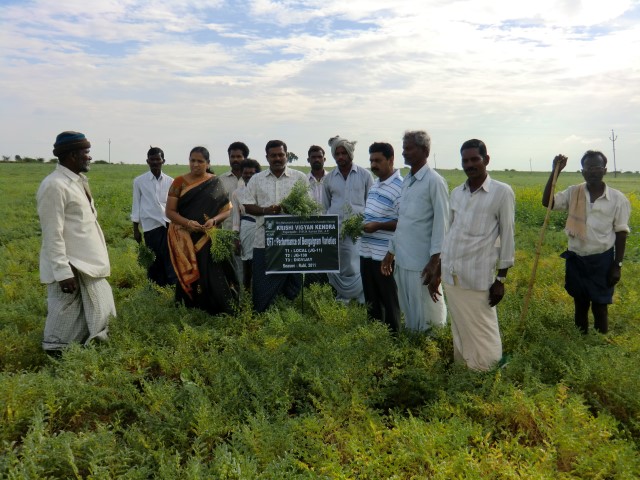 Field Visit to OFT on Bengal gram varieties.